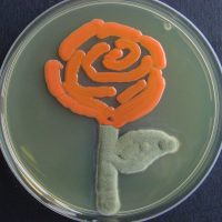 Γενική Μικροβιολογία